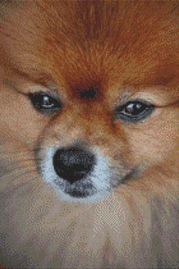 (image for) Pomeranian Portrait